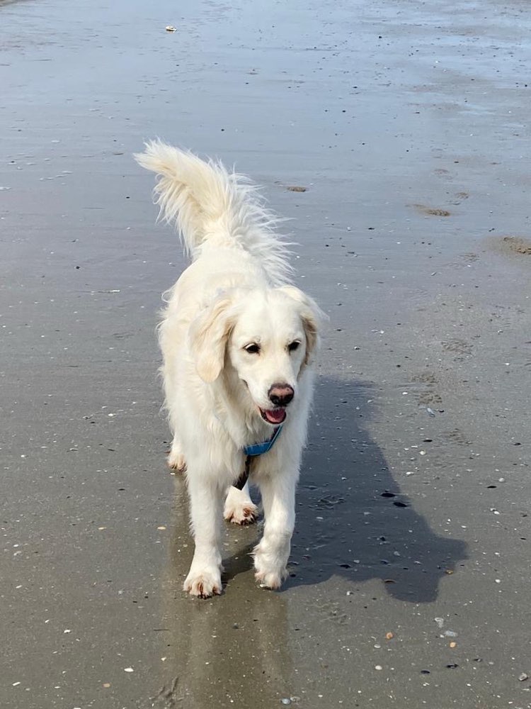 Hundetreffen-Suche Spielpartnern, gassirunde, Liebe volle Hunde Eltern-Profilbild