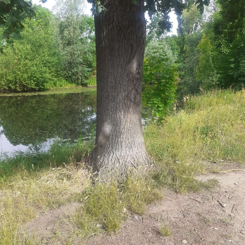 Giftköder-Eichenprozessionsspinner Uferstraße-Profilbild