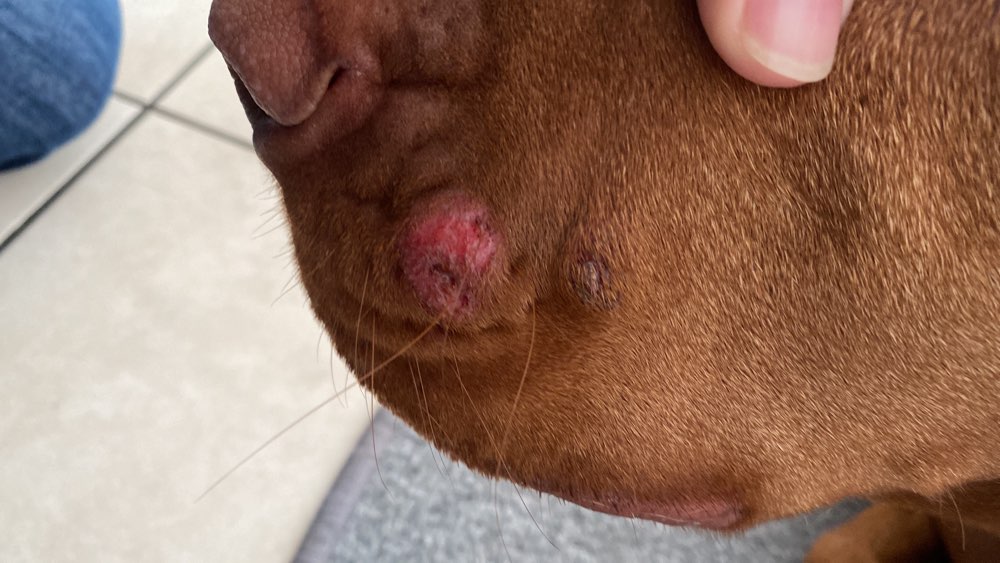 Giftköder-Bärenklau / Herkulesstaude-Profilbild