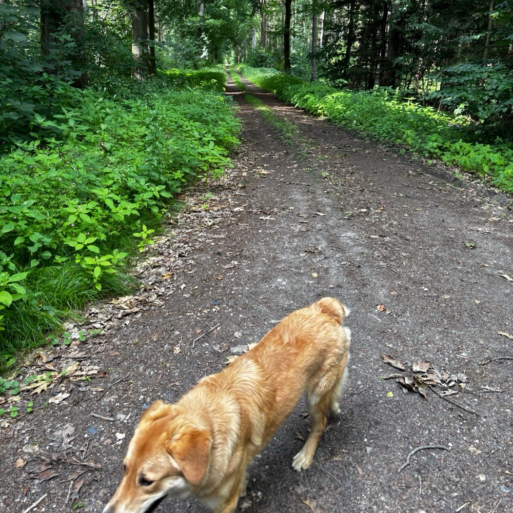 Hundetreffen-Gassi und Spieltreff-Profilbild
