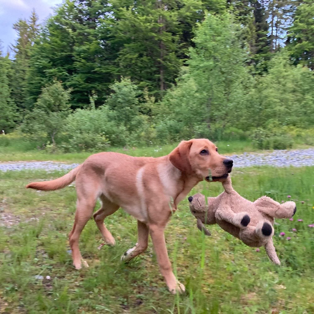 Hundetreffen-Suche Spiel- und Trainingsgefährten für unseren Junghund-Profilbild