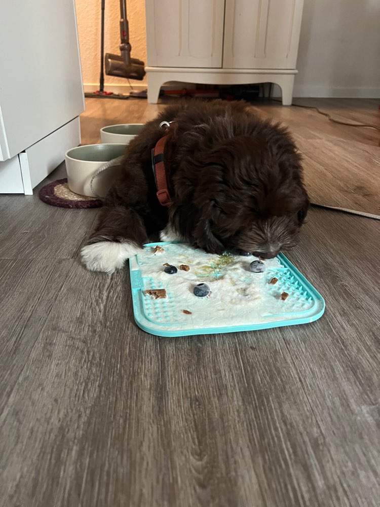 Hundetreffen-Welpentreffen-Profilbild