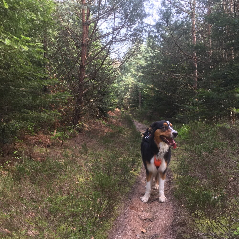 Hundetreffen-Gemeinsamer Spaziergang & spiel-Profilbild