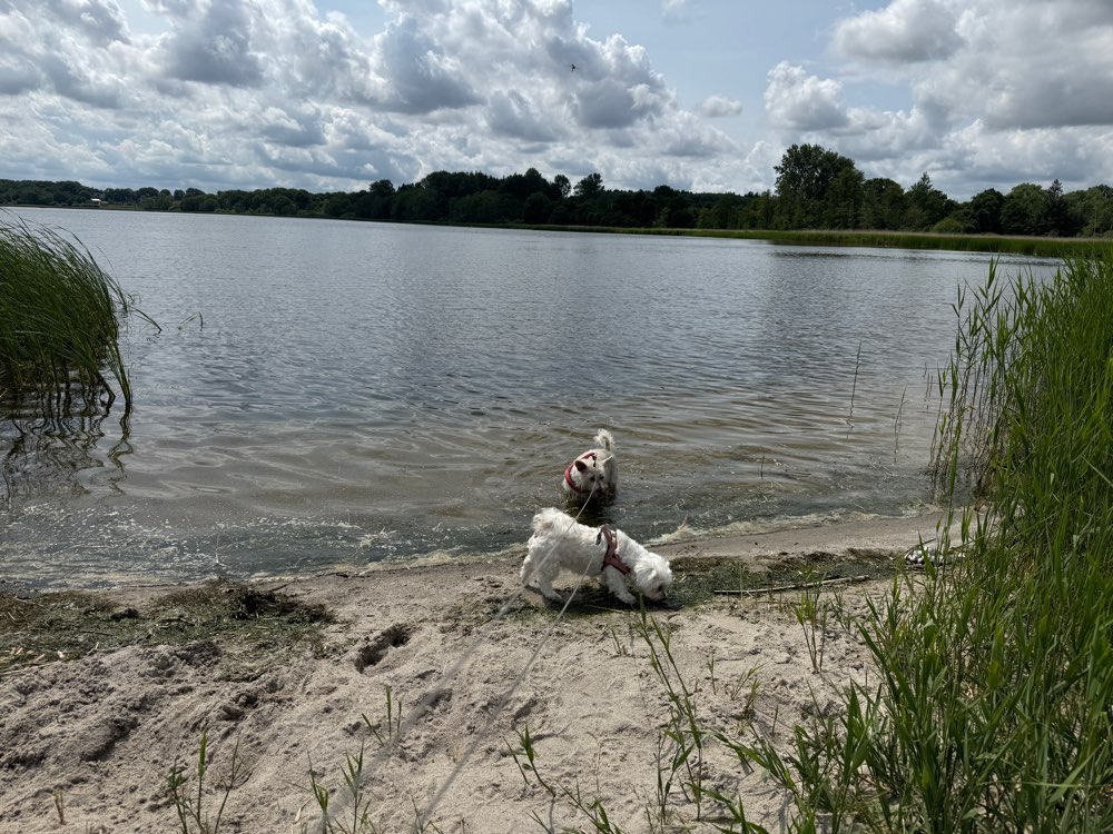 Hundetreffen-Die Gegend erkunden mit den Hunden-Profilbild