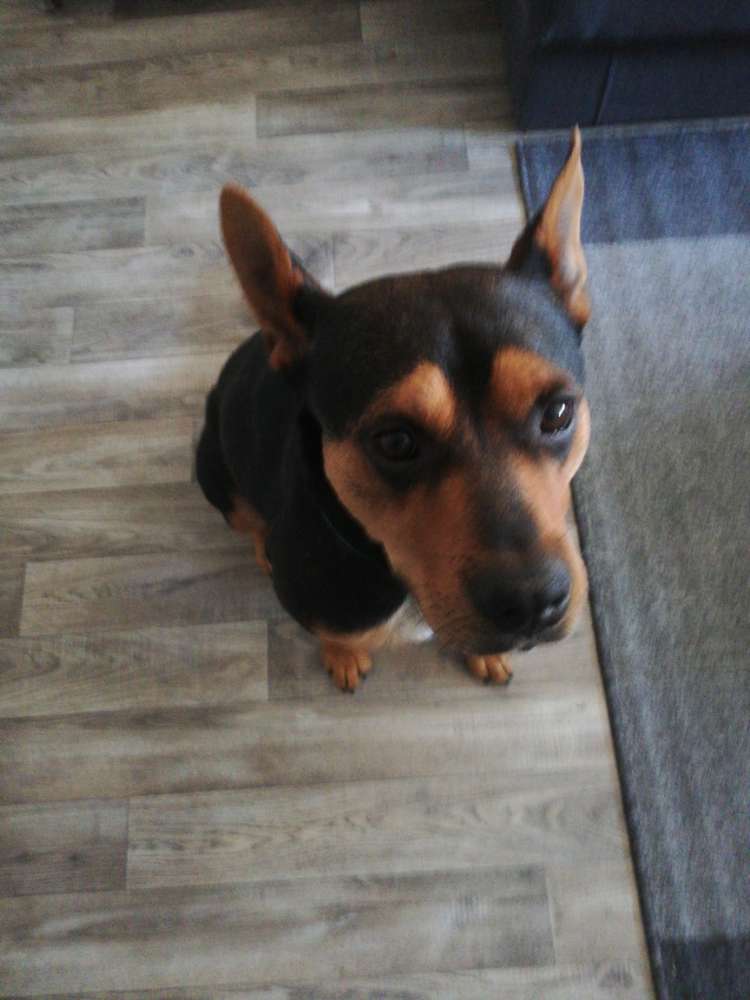 Hundetreffen-Gassi Runde u. Spielen-Profilbild