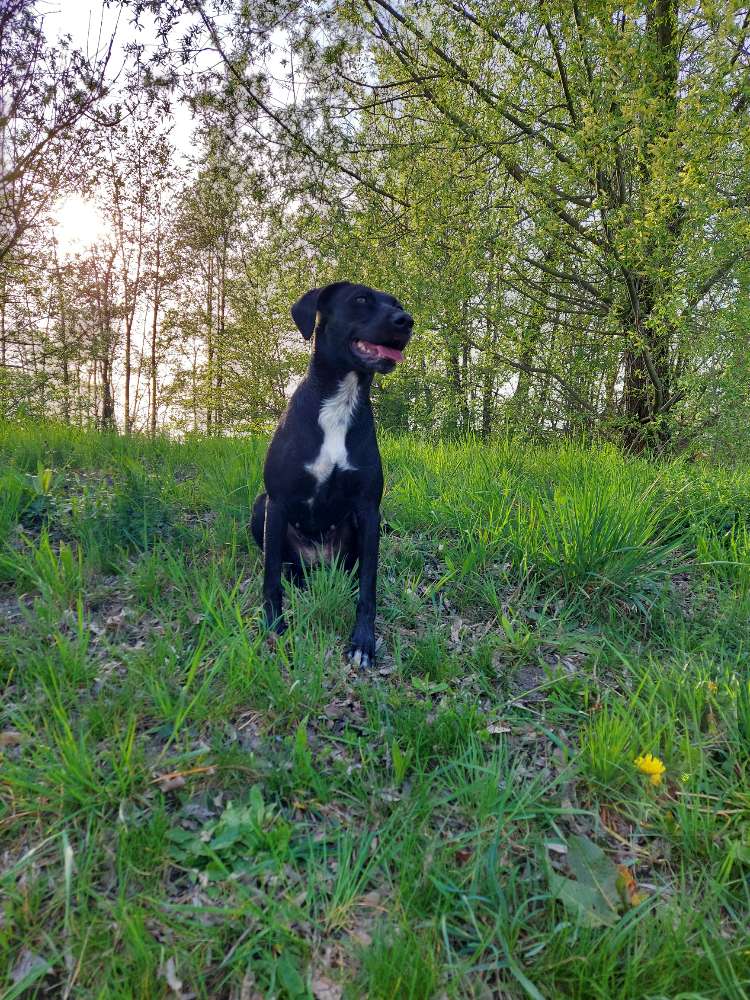 Hundetreffen-Wir suchen einen Spielfreund für unsere Hündin lexi , sie ist 3 Jahre alt und mittelgroß-Profilbild