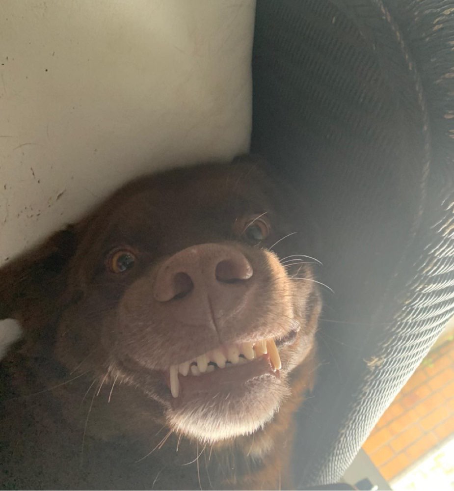 Hundetreffen-Runde im Feld zum spielen & gassi gehen-Profilbild