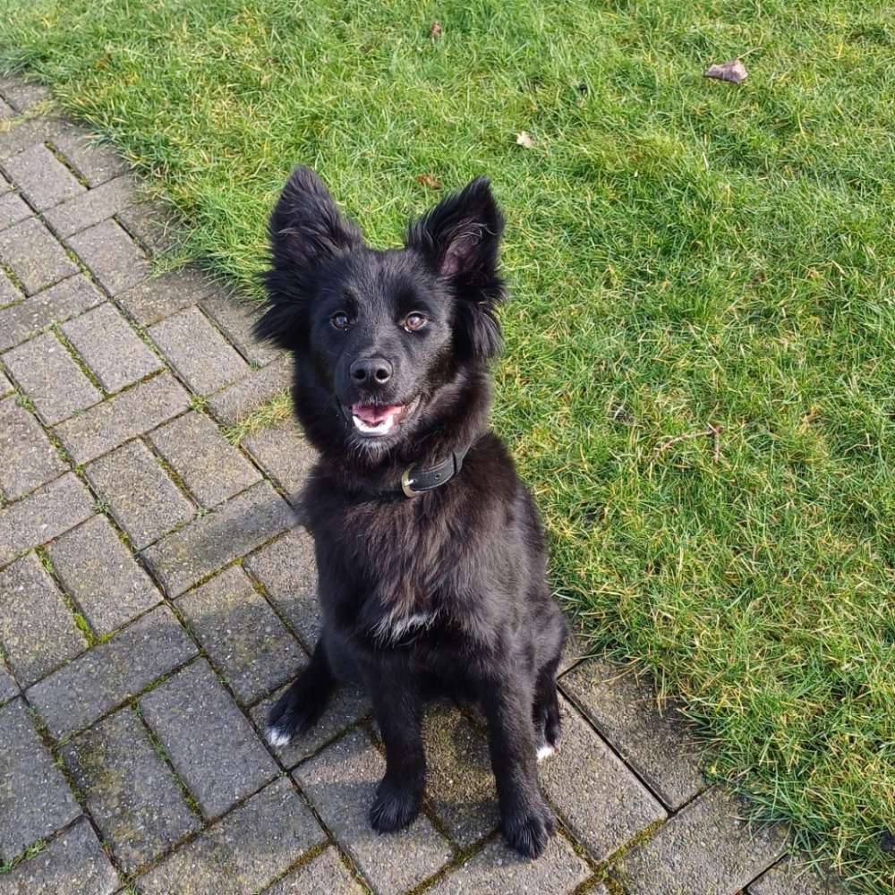 Hundetreffen-Treffen zum Spielen oder Gassi gehen-Profilbild