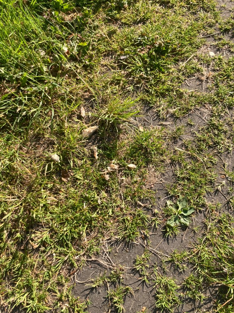 Giftköder-Entwarnung Evtl. Hühnerfilet-Giftköder-Profilbild