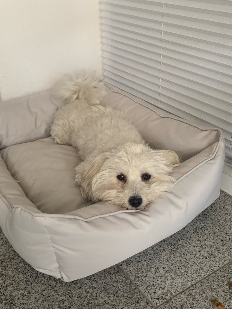 Hundetreffen-Hundefreunde gesucht-Profilbild