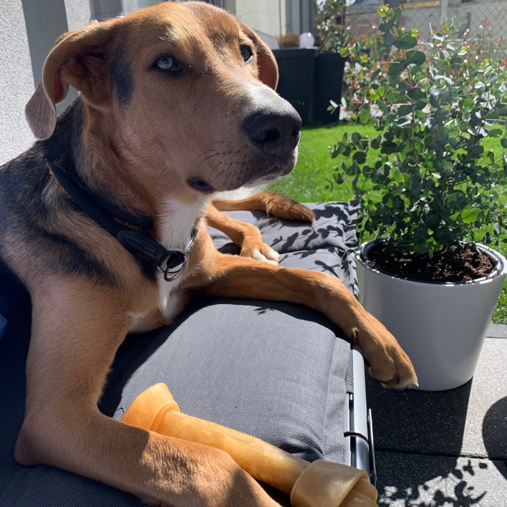 Hundetreffen-Gassirunde und Spielen-Profilbild