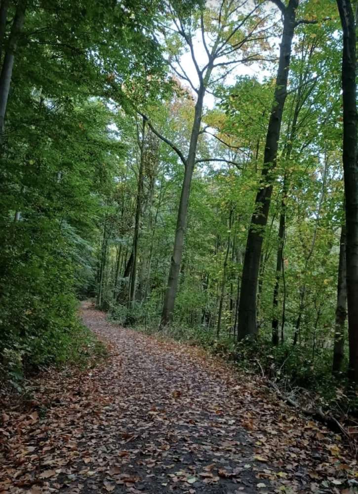 Hundetreffen-Hunderunde in Neukirchen-Vluyn und Umgebung-Profilbild