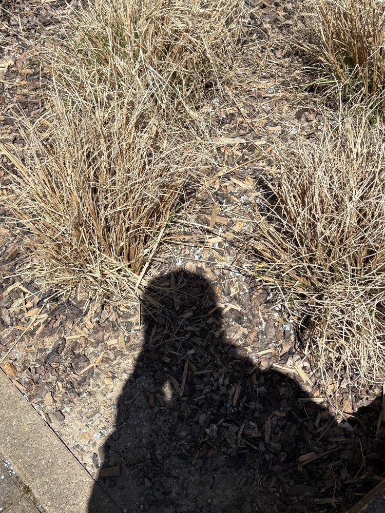 Giftköder-Blaue Körner im Blumenbeet-Profilbild