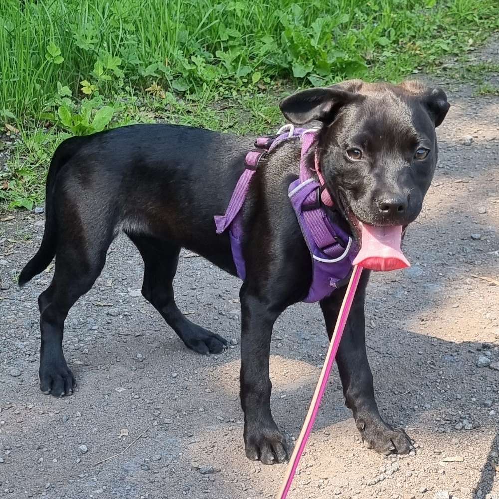 Hundetreffen-Welpentreffen oder gemeinsames Gassi gehen zur Sozialisierung-Profilbild