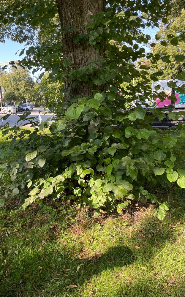 Giftköder-Wurststücke unterm Baum-Profilbild