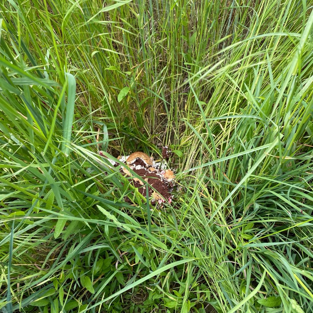 Giftköder-Torte im hohen Gras am Feld-Profilbild