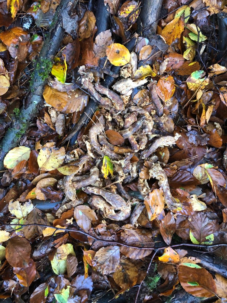 Giftköder-Gekochte Hühnerhälse-Profilbild