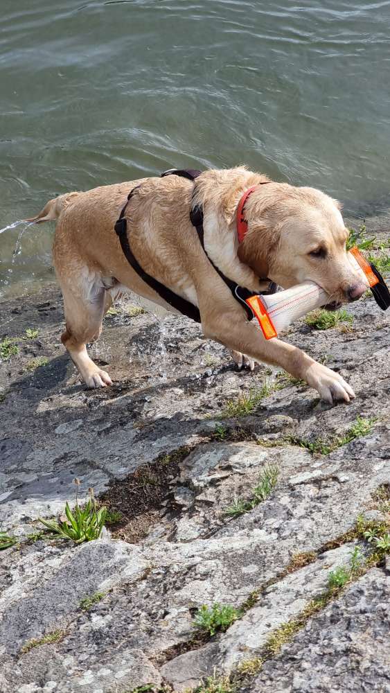 Hundetreffen-Wanderbegeisterte gesucht-Profilbild