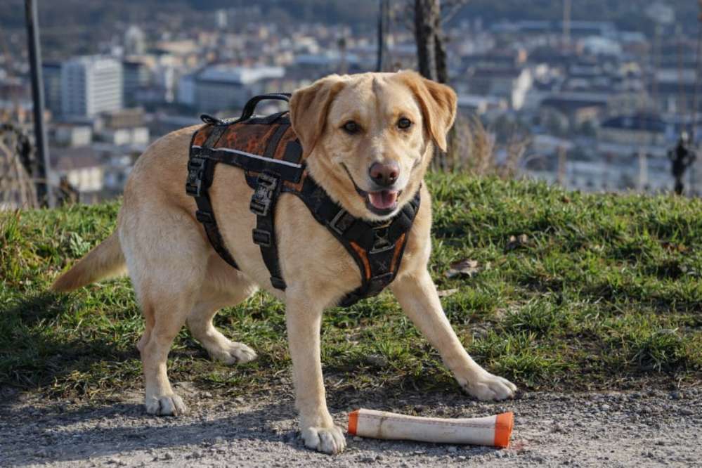Hundetreffen-Wanderbegleitung gesucht.-Profilbild