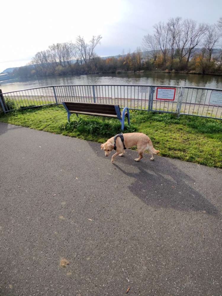 Hundetreffen-Hundetreffen / Spielen / Training oder Joggen-Profilbild