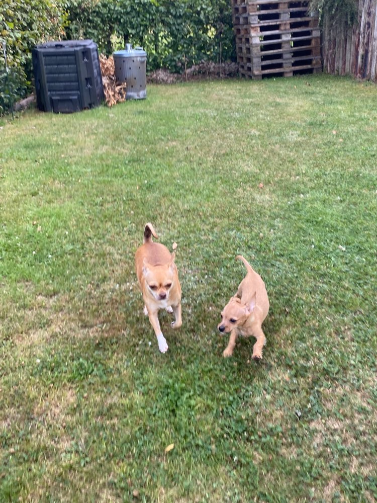 Hundetreffen-Spazier Runden und spielen-Profilbild