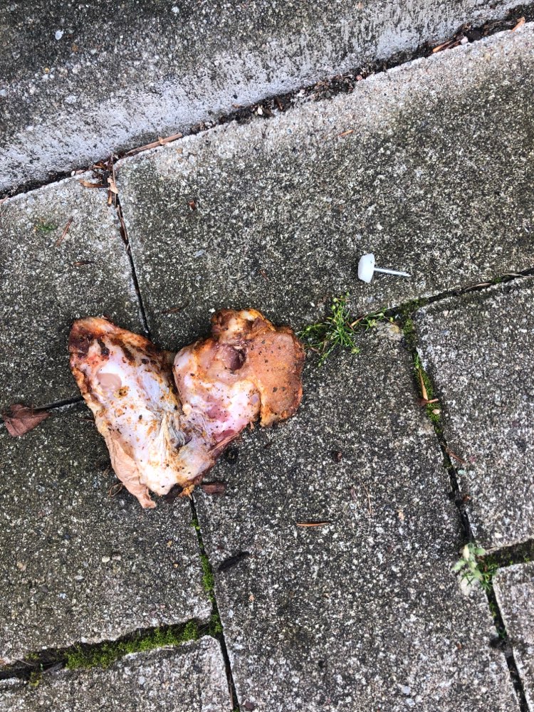 Giftköder-Verdächtiges Fleischstück-Profilbild