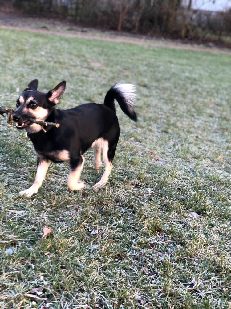Hundetreffen-Spiel- oder Gassirunde-Profilbild