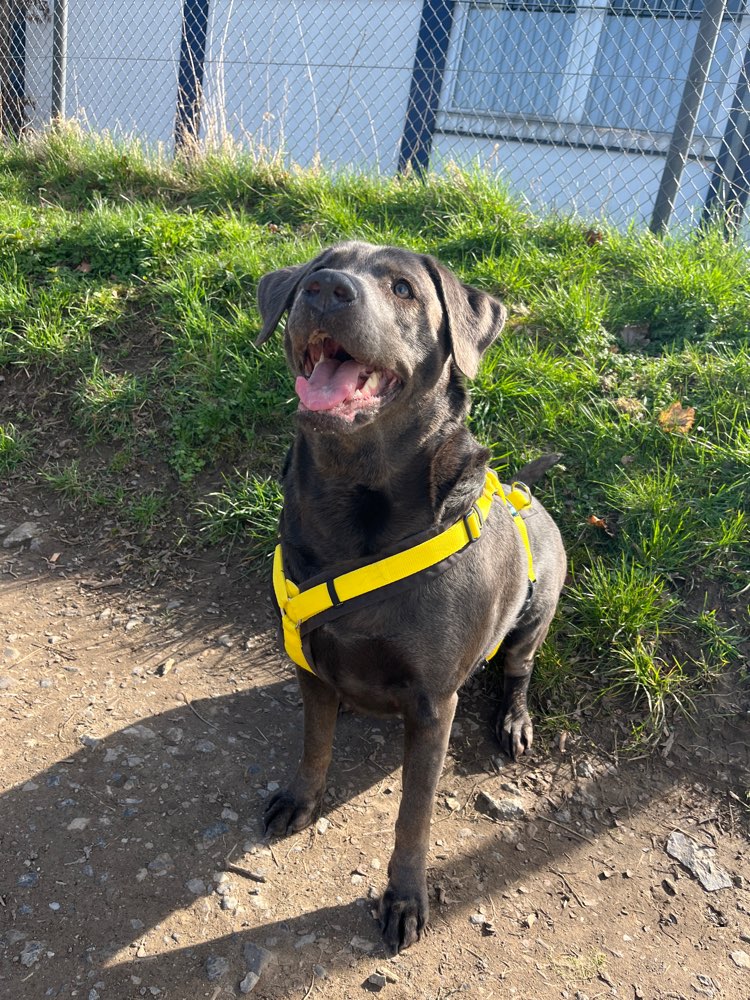 Hundetreffen-Gemeinsame Gassirunde und/oder Spielrunde-Profilbild