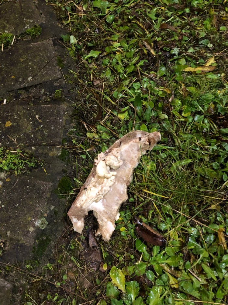 Giftköder-Knochen im neuen Hundeauslauf Kinopolis-Profilbild