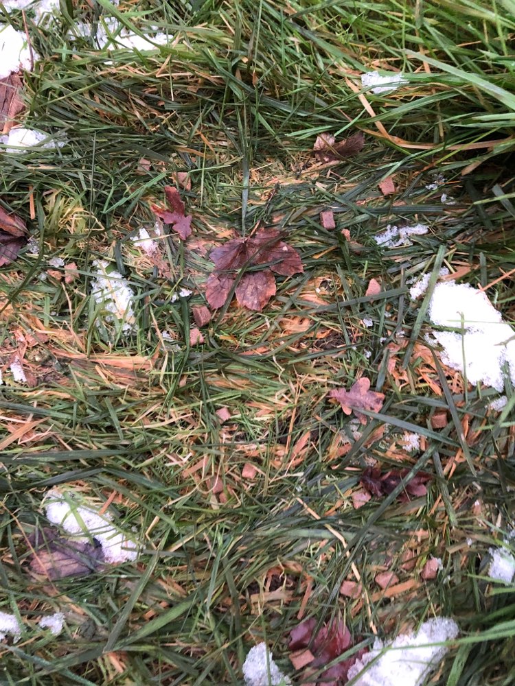 Giftköder-Möglicher Giftköder-Profilbild