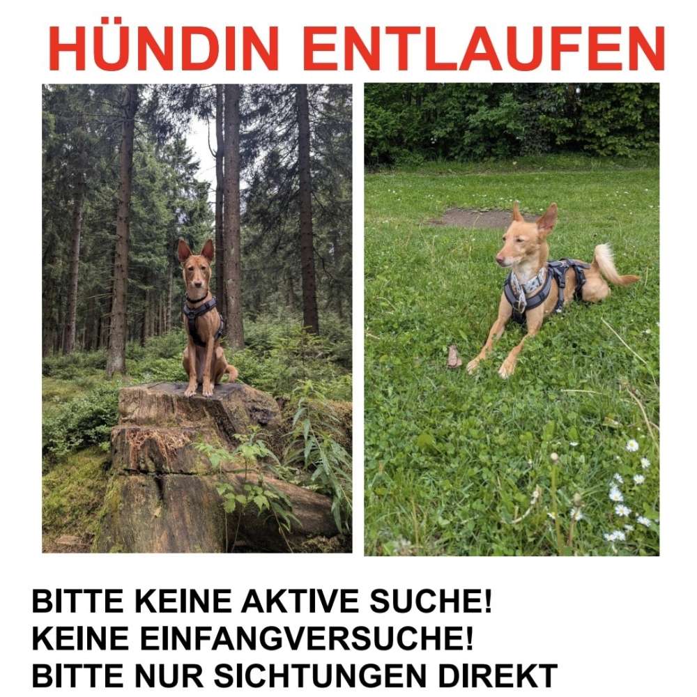 Suchmeldung-Pina-Profilbild