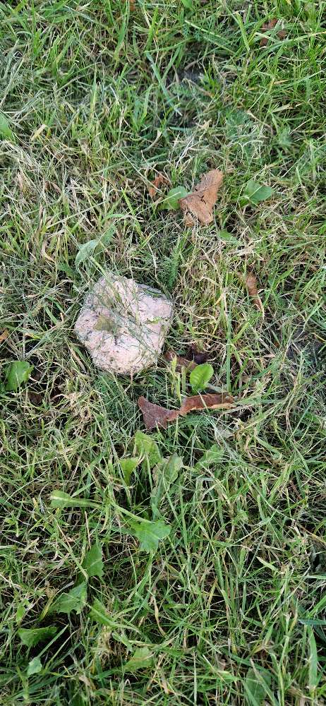 Giftköder-Giftköder-Profilbild