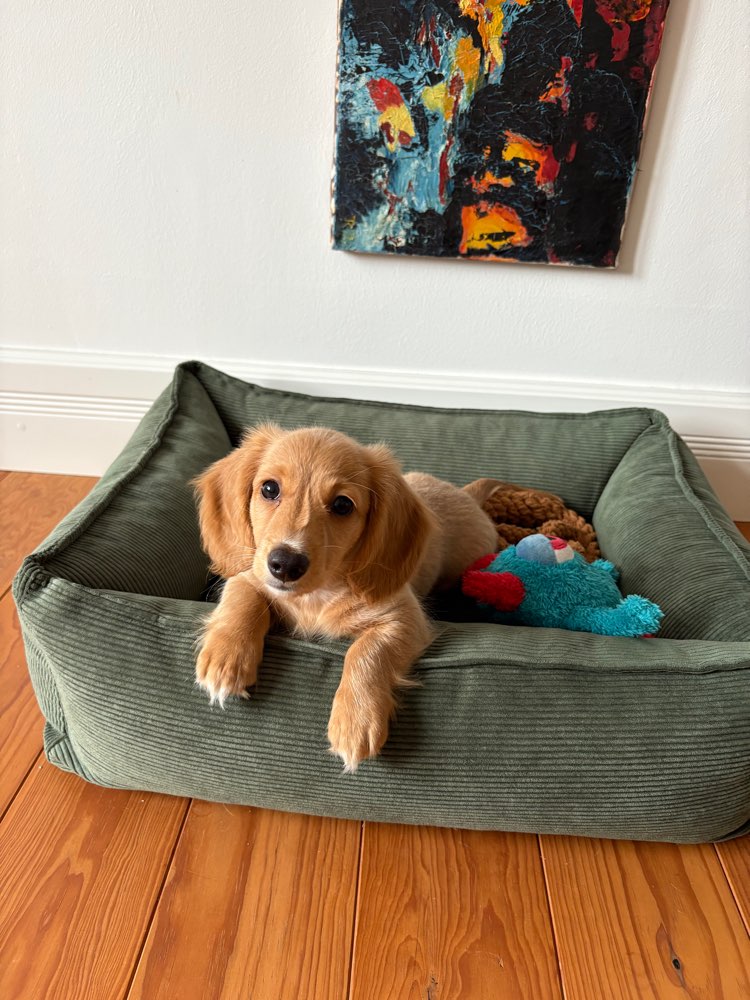 Hundetreffen-Welpentreffen Frankfurt Sachsenhausen-Profilbild