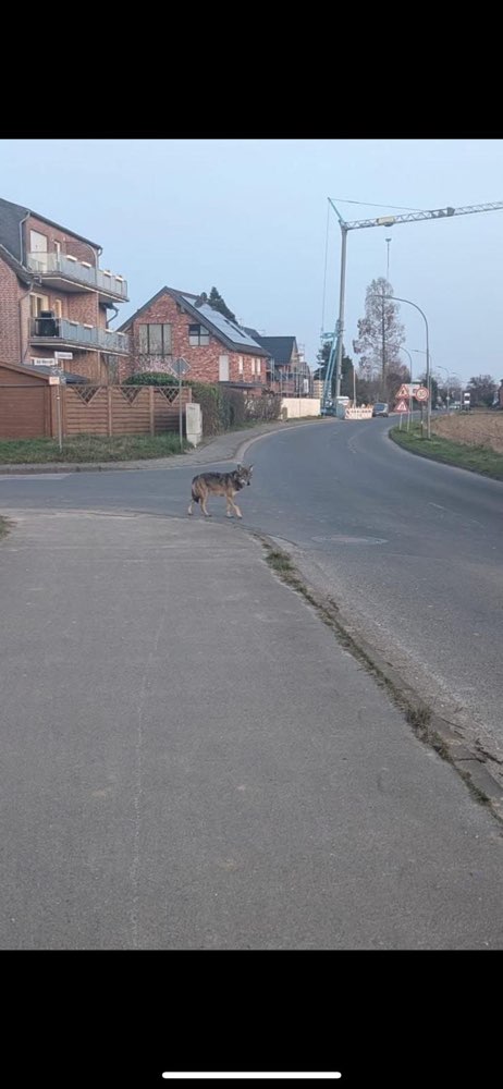 Giftköder-Wolf-Profilbild