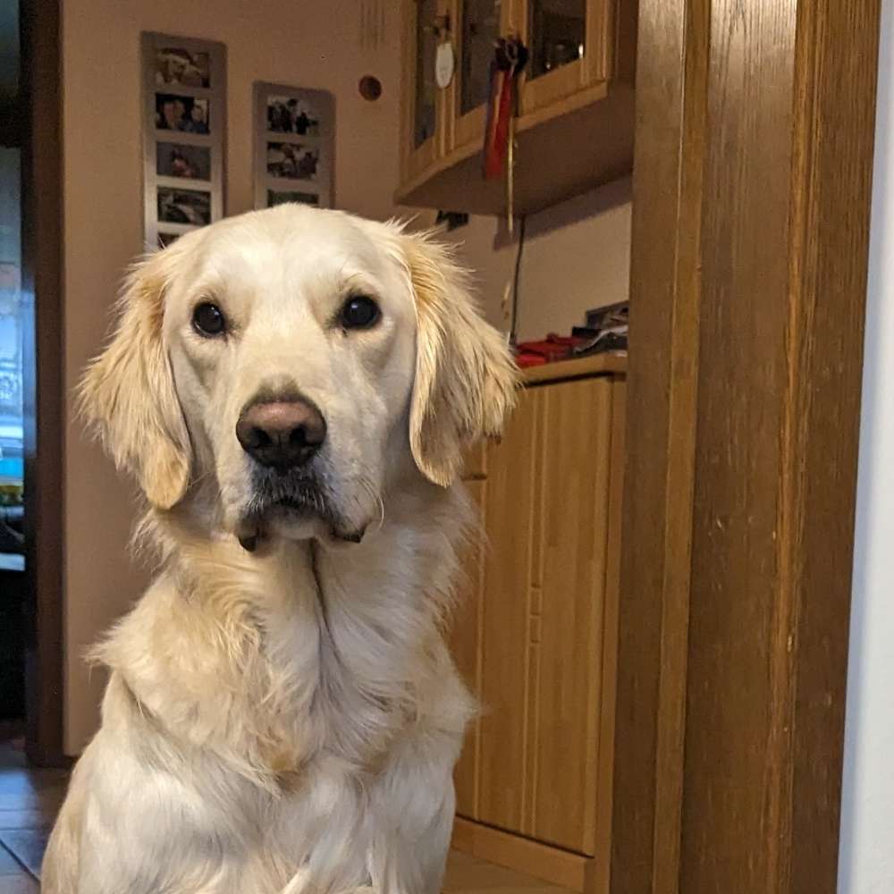 Hundetreffen-Gassirunden und Spieltreffen-Profilbild