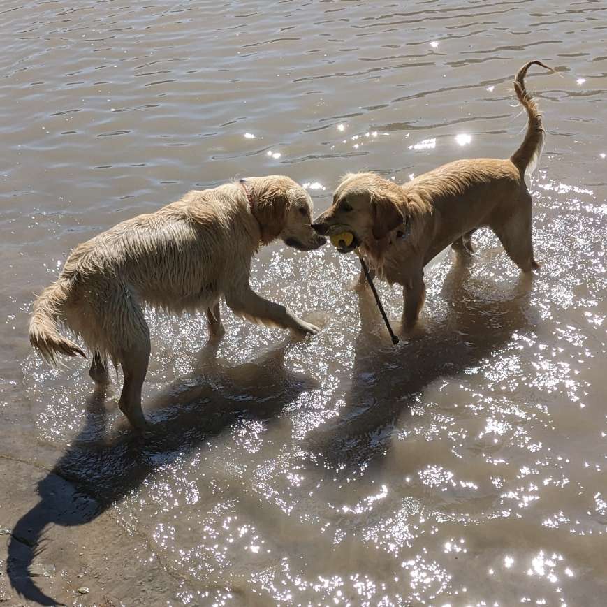 Hundetreffen-Retriever-Runde-Profilbild