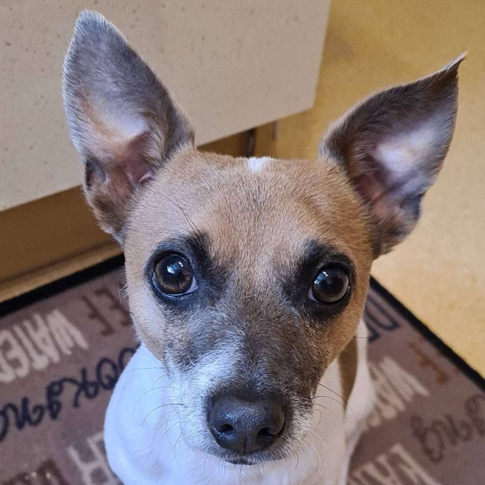 Hundetreffen-Gassi gehn zusammen-Profilbild