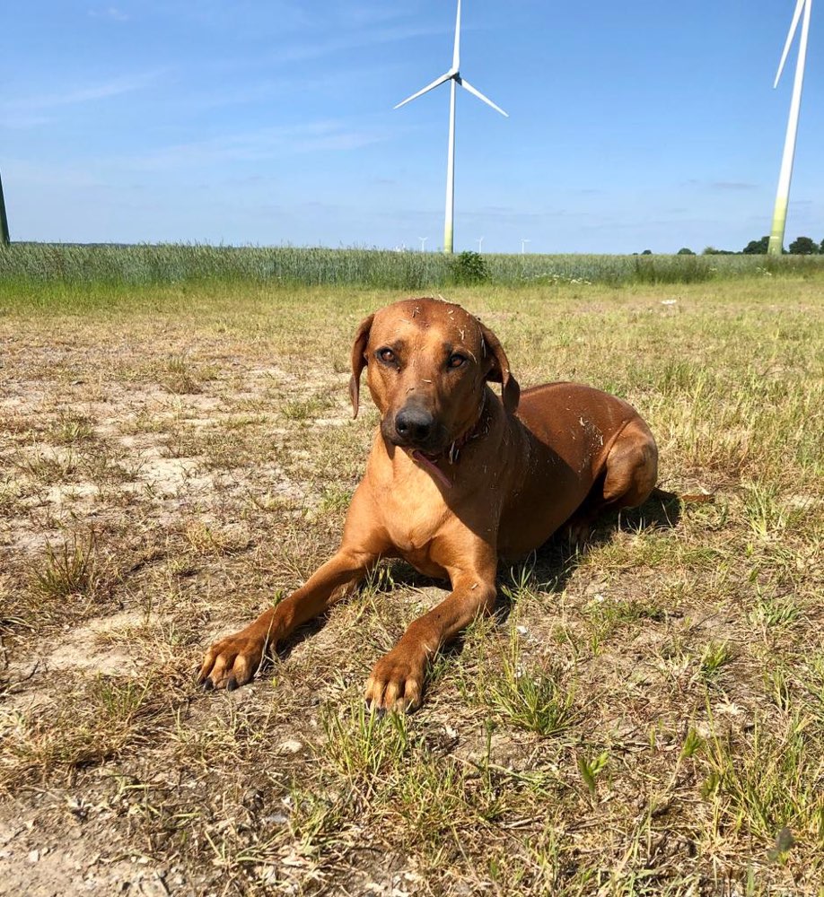 Hundetreffen-Hundetreffen-Profilbild