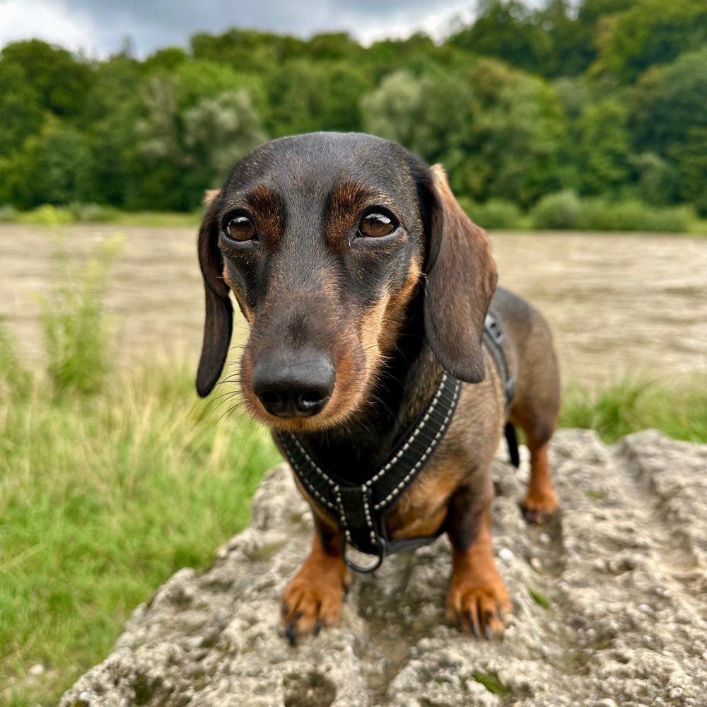 Hundetreffen-Dackel Social Walk/Play Date-Profilbild