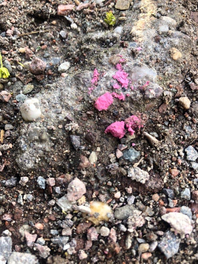 Giftköder-Möglicherweise Pinkes Rattengift-Profilbild