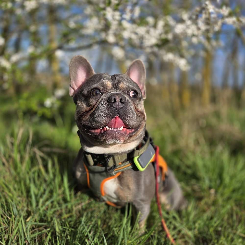 Hundetreffen-Gassitreffen/Social Walk 🐶-Profilbild