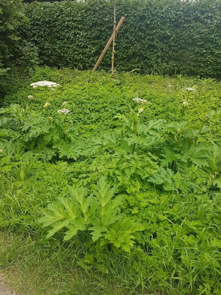 Giftköder-Riesenbärenklau-Profilbild