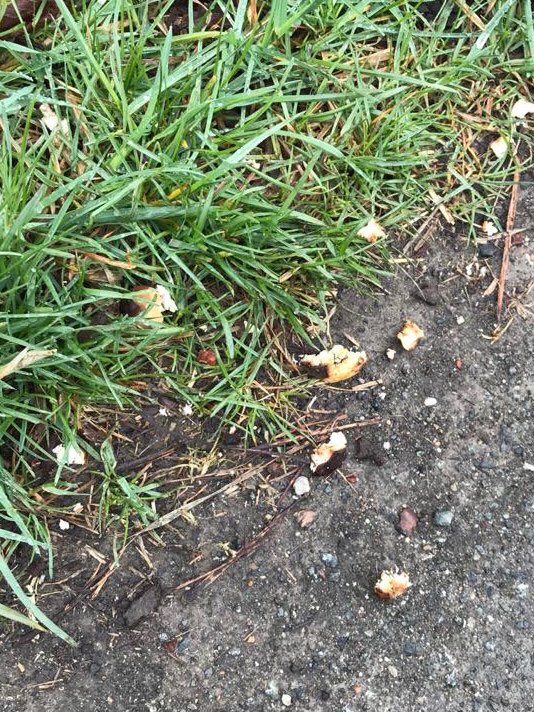 Giftköder-Giftköder!-Profilbild