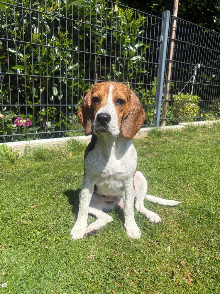 Hundetreffen-Spielpartner/in für Betty gesucht🐾-Profilbild