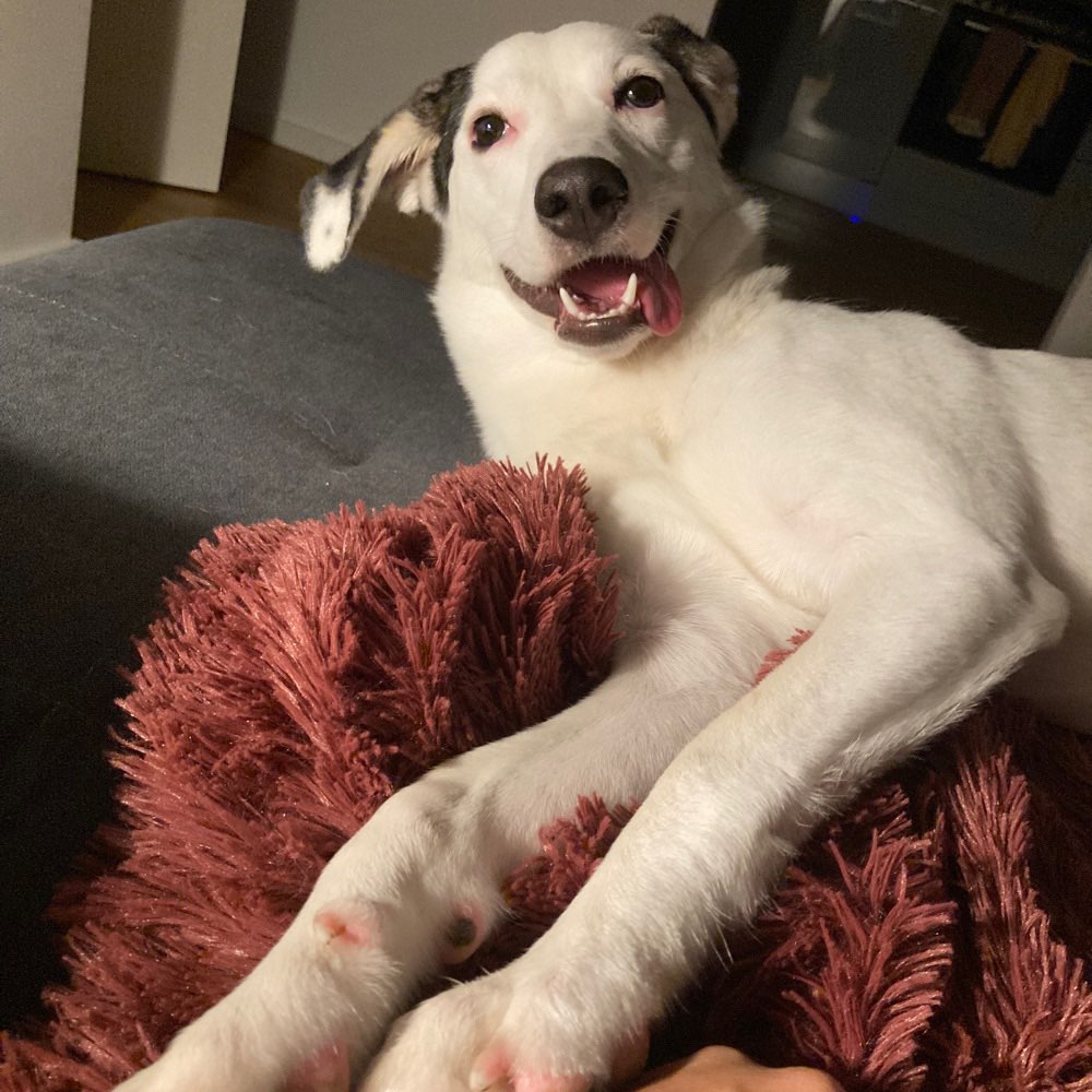 Hundetreffen-Gassi- und Spieltreffen-Profilbild