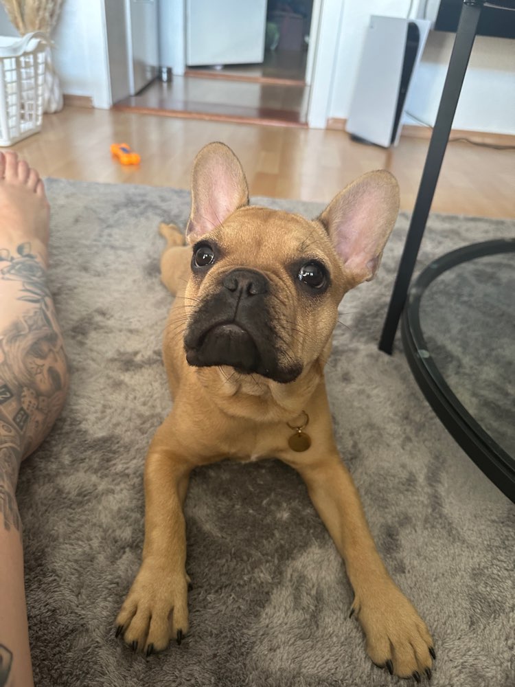 Hundetreffen-Spielkamerad für unseren Milo-Profilbild