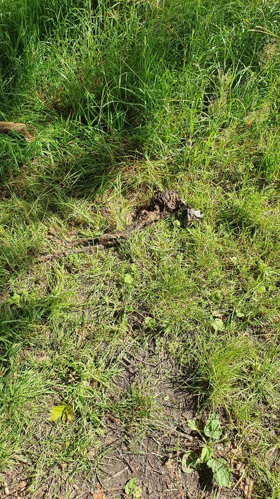 Giftköder-Tierkadaver-Profilbild