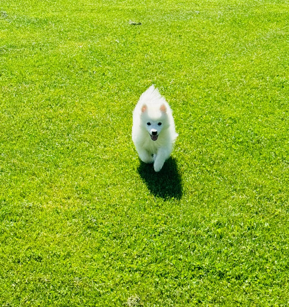 Hundetreffen-Gassirunde/Spielrunde-Profilbild