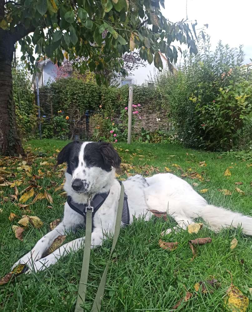 Hundetreffen-Gassifreund:innen gesucht-Profilbild