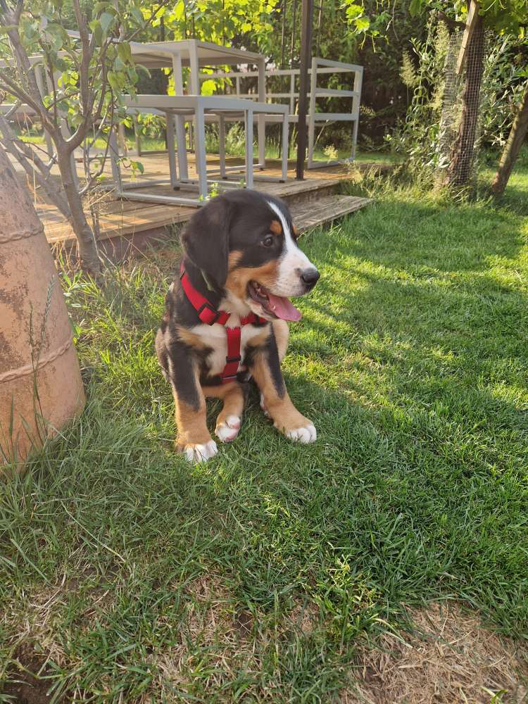 Hundetreffen-Welpenspiel Treffen-Profilbild